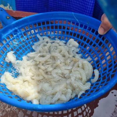 자연산 깐 중화새우살 급냉 300-350g내외