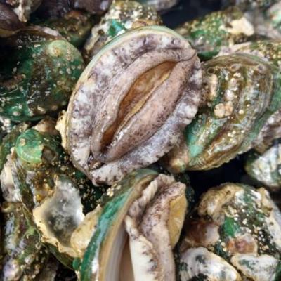 산지직송 완도 특대전복 1KG 9-11미 내외