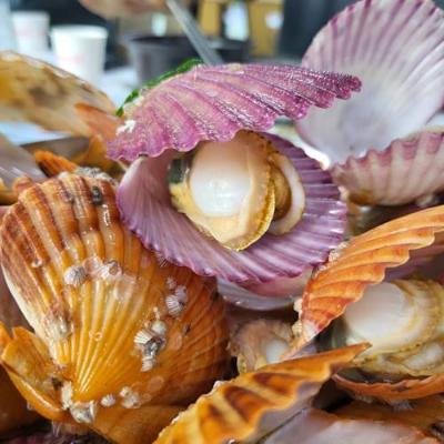 산지직송 제철 남해안 가리비2kg (35-40개내외)