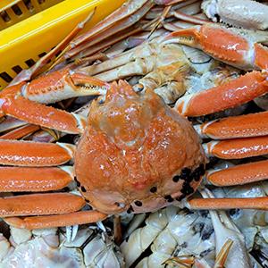 러시아 활대게 3kg 스노우크랩 찜 발송