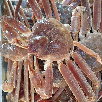 러시아 활대게 5kg 스노우크랩 생물 발송