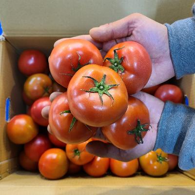 달다 달다 완숙토마토