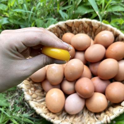 달걀 20구 (유정란 난각번호1번)