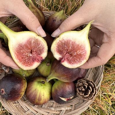 영암 홍무화과 일반 