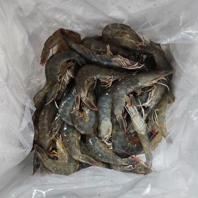 흰다리새우 싱싱한 양식장 새우