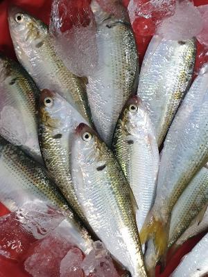 남해안 급냉 구이용전어 1kg (10~15미)