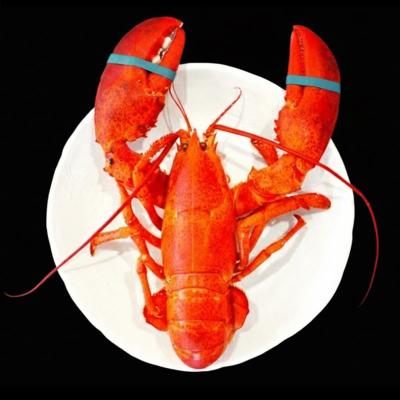 [노량진시장 회픽업서비스] A급 캐나다 랍스터(마리)-싯가