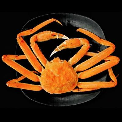 [노량진시장 회픽업서비스] A급 러시아 대게(마리)-싯가