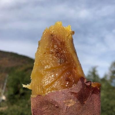 [25년_햇고구마] 갓수확한 꿀밤 고구마 (3kg/5kg)