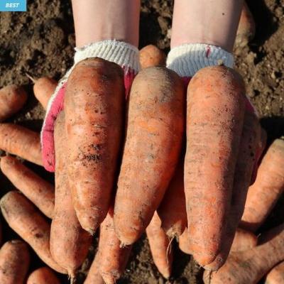 [햇당근] 신선한 햇당근_흙당근 [2kg-3kg]