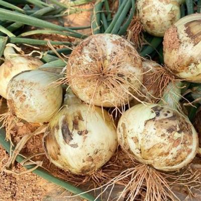 [햇양파] 국내산_달달한 양파 [2kg-4kg/특상/중소과] 