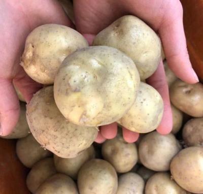 [25년_햇감자] 신선한 햇감자 3kg/5kg/10kg [소/중/특상]