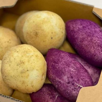 [바이블룸] 수제 감자빵10개입+고구마빵10개입 보냉백