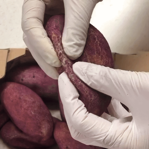 [바이블룸] 수제 감자빵5개입+고구마빵5개입 보냉백