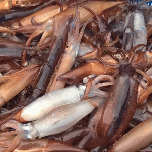 ★온누리체감가 12,510원★ 자연산 손질 통오징어 220g X 3팩 (6마리)