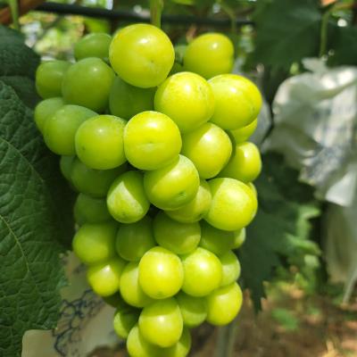 [산지직송] 샤인머스켓 1세대 농가 올가포도 샤인머스켓 2kg 망고포도