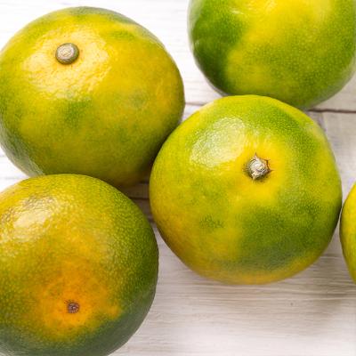 [고당도] 제주직송 새콤달콤 맛있는 극조생귤 중대과 감귤 귤 3kg/5kg/10kg