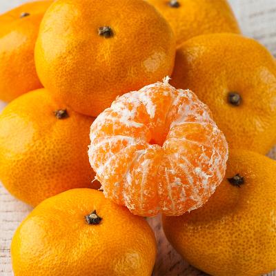 [고당도] 제주직송 새콤달콤 맛있는 극조생귤 로얄과 감귤 귤 3kg/5kg/10kg