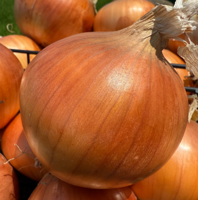 [국내산] 아삭아삭 달큰한 햇 양파 3kg/5kg/10kg