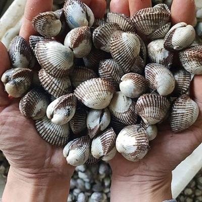 산지직송 벌교  대꼬막 5kg