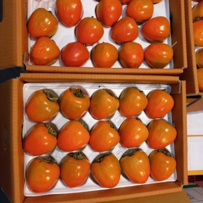 홍시 대봉 대봉감 2kg/5kg 곶감용 홍시 대봉시