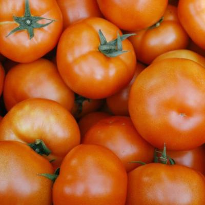 저칼로리 완숙토마토 2kg/3kg/5kg