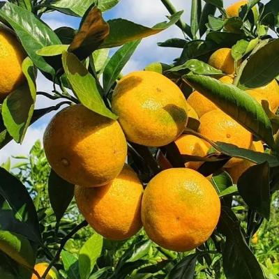 [산지직송/첫수확] 신선한_고당도 유라 조생감귤 [2kg/5kg]