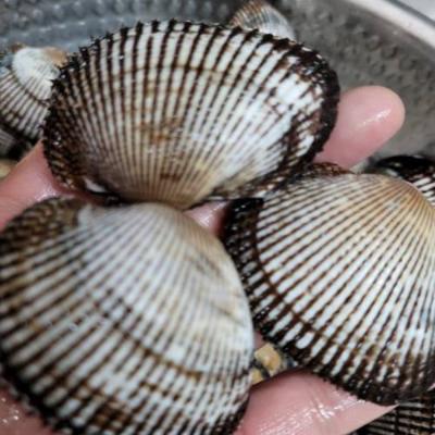 산지직송 별량 여자만 피꼬막 3kg