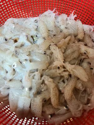 산지직송 제철 횟감용 꼴뚜기 호래기 500g 내외 