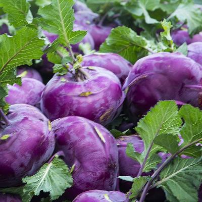 [국내산] 콜라비 1kg 3kg 5kg 보라색 무 햇콜라비