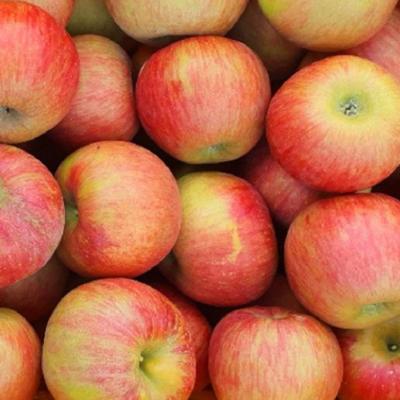 [25년 햇사과] 꿀사과_햇 부사_2kg(소과) [9과내외]