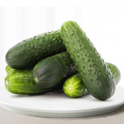 국내산 미니오이 1kg/2kg/3kg 피클용 미니오이