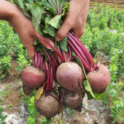 [레드비트] 제철_레드비트 [1kg-4kg/특상]