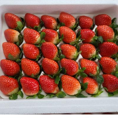 [농장직송] 논산 설향딸기 700g/750g