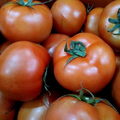 [농장직송] 완숙 토마토 2kg/5kg