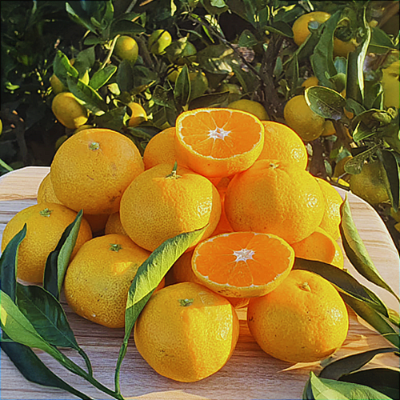 삼다명품 제주서귀포 노지감귤 3~5kg 로얄과