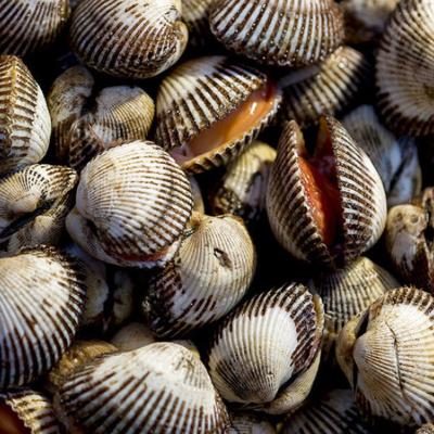 [고흥_산지직송] 생생 새꼬막 2kg[중/대]