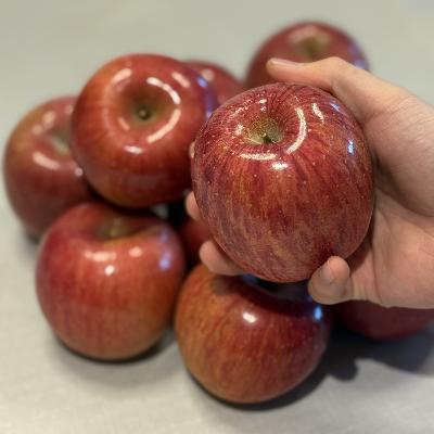 [정품] 청송 사과 2kg (9-11과) 중소과 부사 봉지 사과 마트납품용 