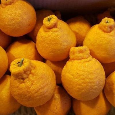 [농장직송] 제주 고당도 한라봉 1.5/4.5kg [익일배송]