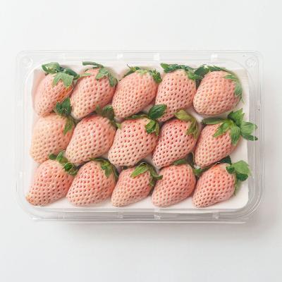 [정품 만년설 딸기] 산청 고당도 딸기 할인 판매 / 만년설O 일반 흰딸기X 