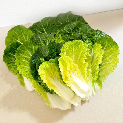 고소하고 달큰한 진도 해풍 봄동