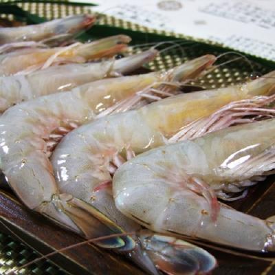 [청정태안] 자연산대하 1kg(15미/30미/급냉) + 천일염 증정/택일