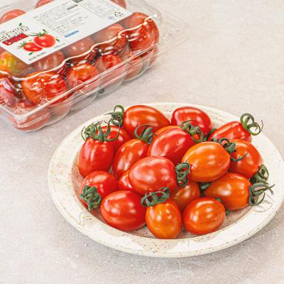 스테비아 대추방울토마토 2kg