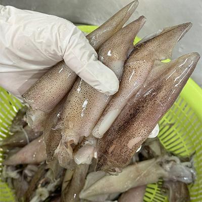 부드럽고 속이 꽉~찬 통찜용 한치