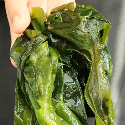 완도에서 직접 잡아 올린 생 돌미역 1kg