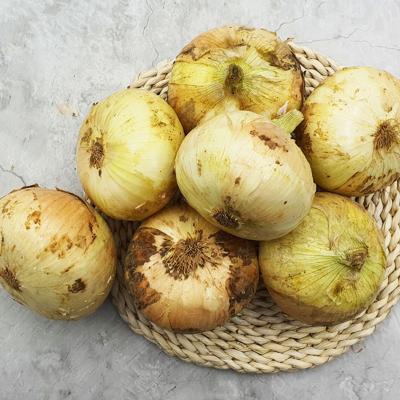 [1만원균일가][햇양파] 무안 황토 햇 양파 [소/중][3kg/5kg]