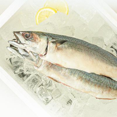 전통 안동 간고등어 택 1