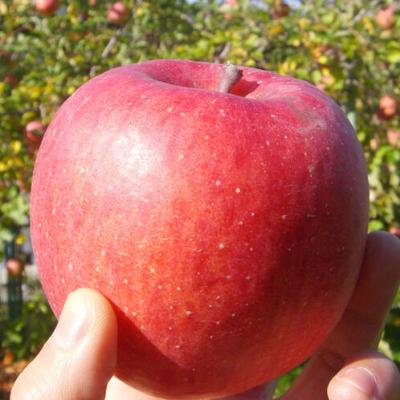 [1만원균일가][청송_햇사과] 부사 1kg [중소과/중대과]