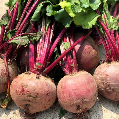 제주도 레드비트