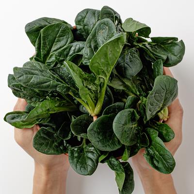 해풍맞고 자란 시금치